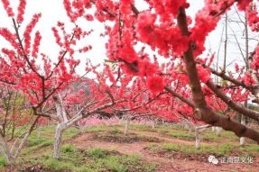 《寺外桃源講花卉》– 樹狀月季的春季追肥和養護要點