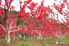 《寺外桃源講花卉》– 桃花朵朵，如何取舍